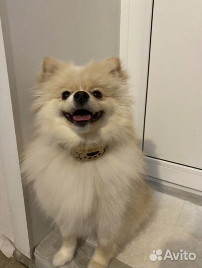 Ошейник для собак