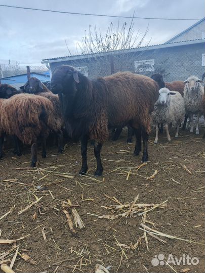 Гиссарский баран