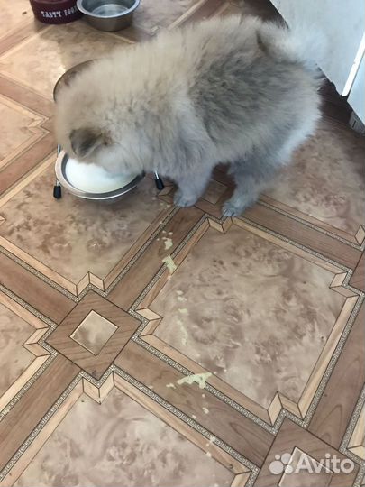 Щенки от двух прекрасных немецких мини-шпицев