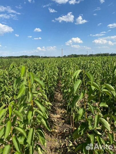 Саженцы черешни Саммит всл-2