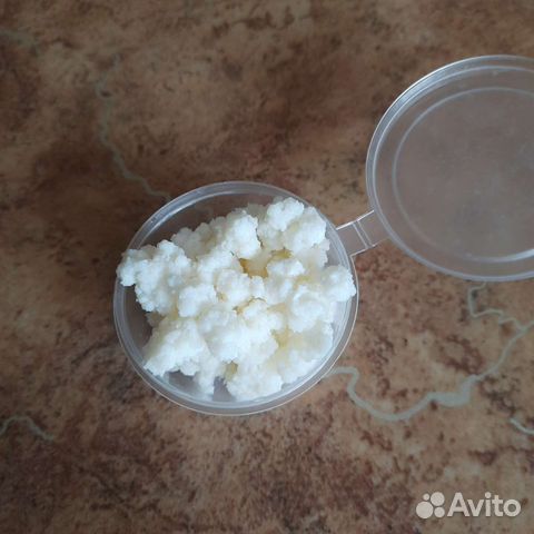 Тибетский молочный гриб