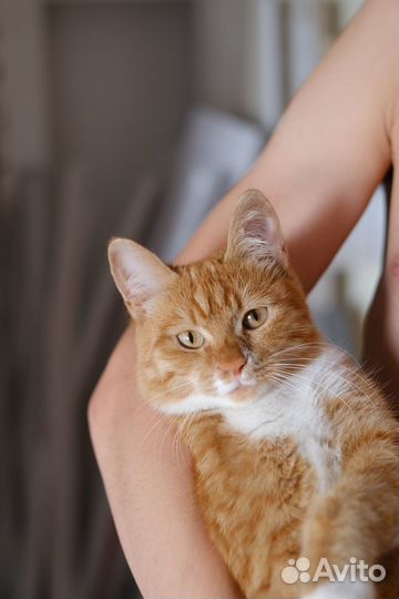 Кошка в дар бесплатно