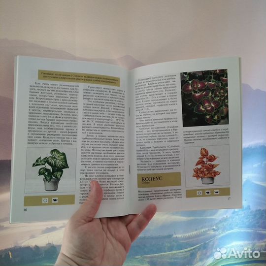 Книги о домашних цветах