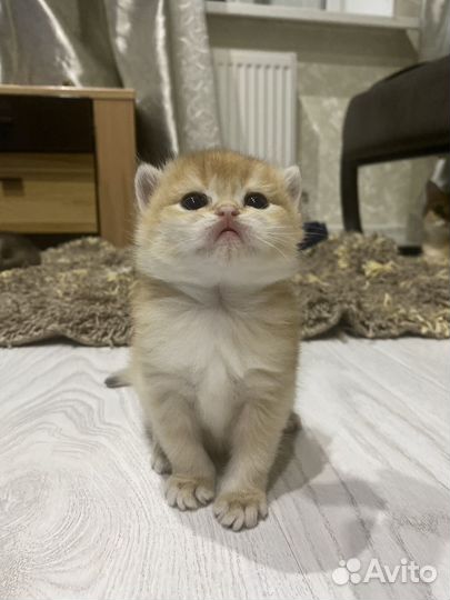 Котята, проды: золотая шиншилла