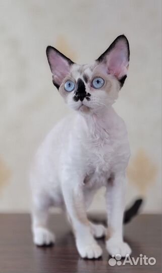 Девон-рекс голубоглазая девочка