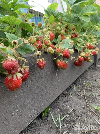 Рассада не ремонтантной клубники(без стаканчика)