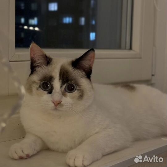Кошка в добрые руки