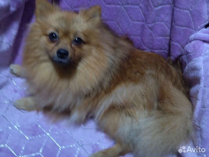 Щенки шпица