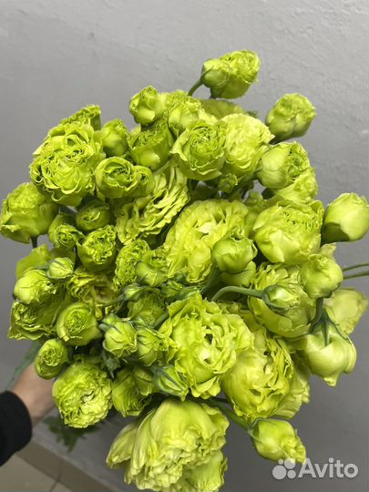 Эустома оптом лизиантус