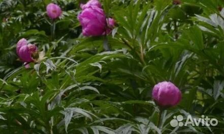 Продам марьин корень (пион уклоняющийся)