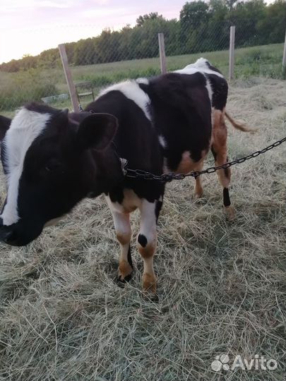 Телочки и бычки