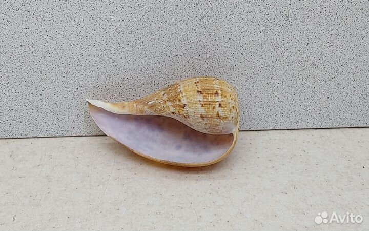 Фикус Вериджита 7,5 морская ракушка раковина