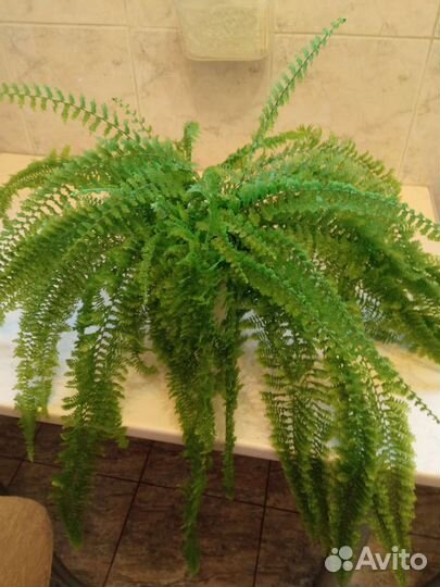 Папоротник