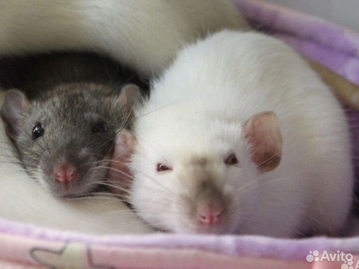 Крыса дамбо с клеткой