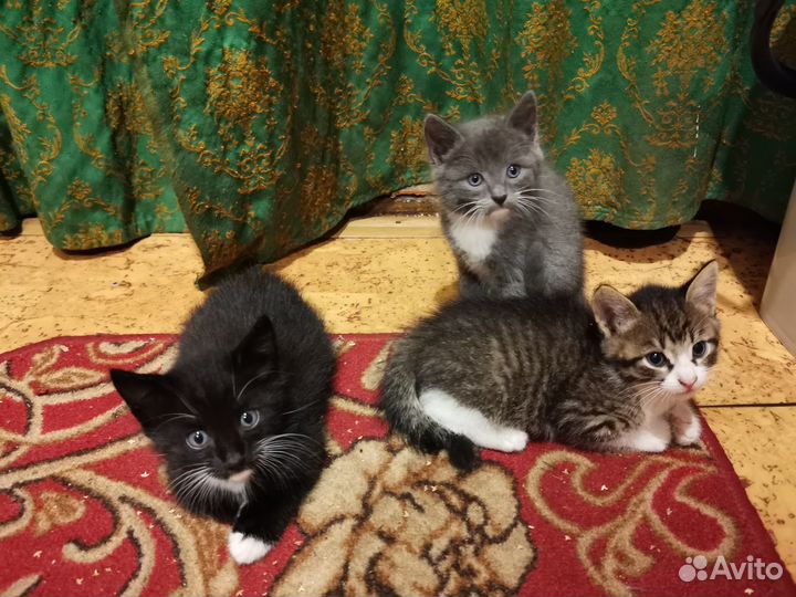 Котята в добрые руки