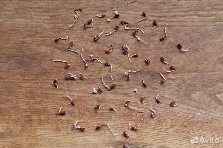 Кипарис Аризонский, семена