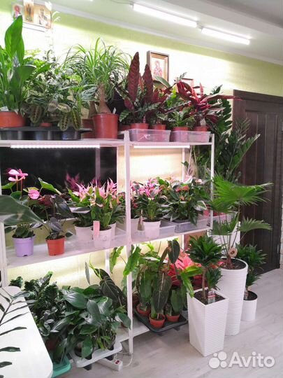 Комнатные растения цветы