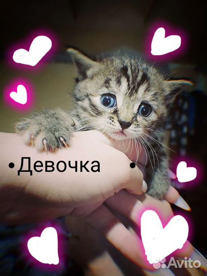Кошки в добрые руки
