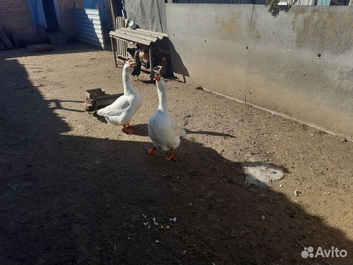 Продам гусей