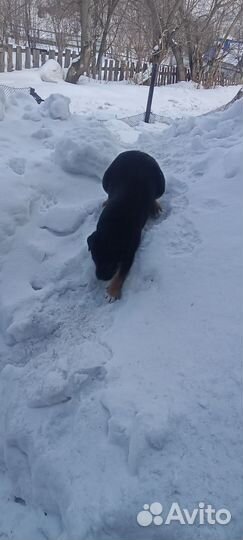 Отдам щенка 2 месеца