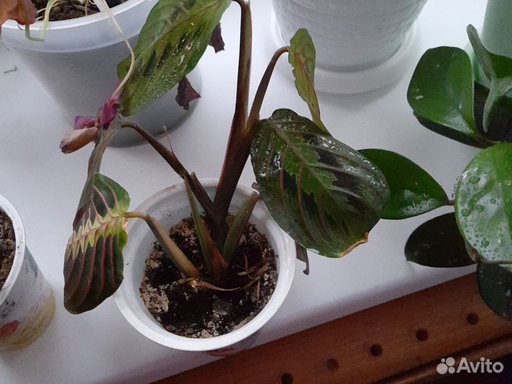 Маранта триколор