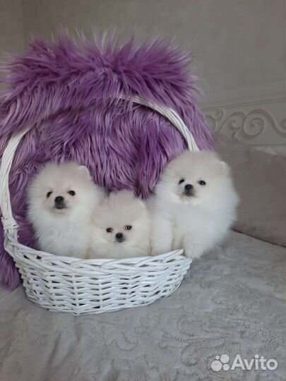 Померанский шпиц, мишка