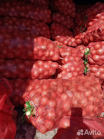 Лук репчатый розница на хранение