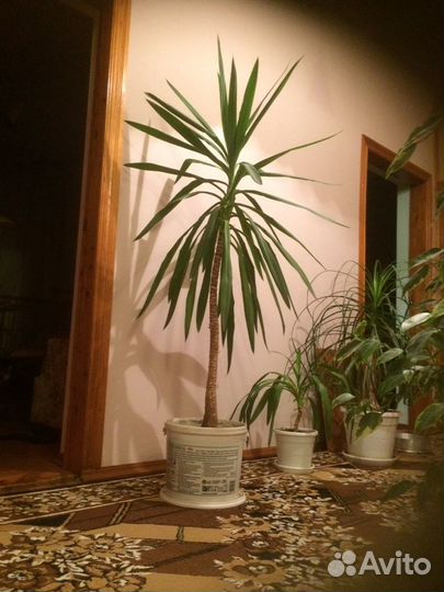Растения Панданус,Нолина,Фикус Бенджамина