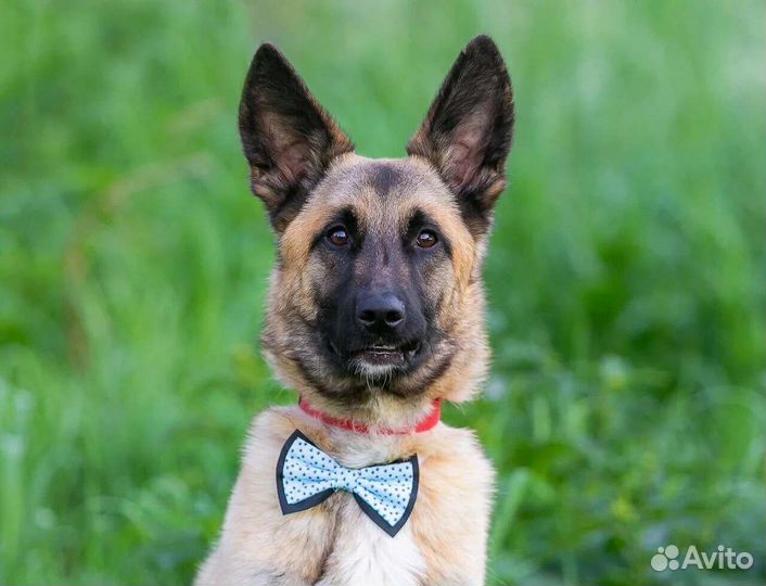 Собака в дар