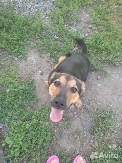 Собака в добрые руки отдам бесплатно