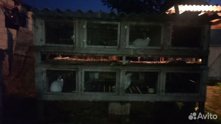 Клетка с кроликами