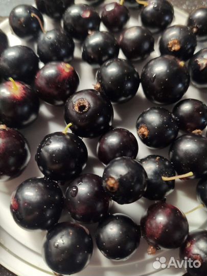 Саженцы смородины черной и красной