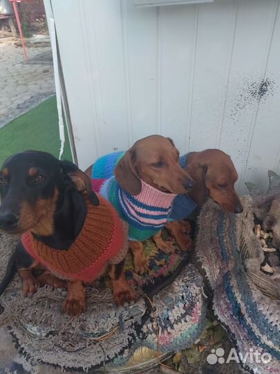 Вязанная одежда для собак