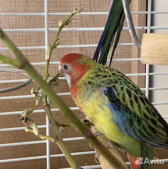 Молодые кореллы, розеллы, ожереловые