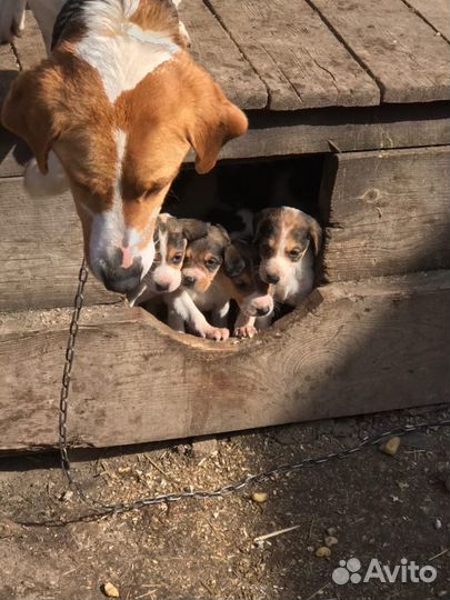 Щенки русской пегой гончей