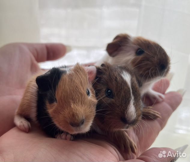 Морская свинка