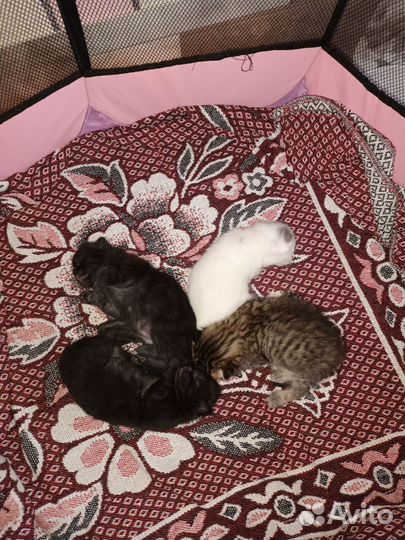 Отдам в добрые руки