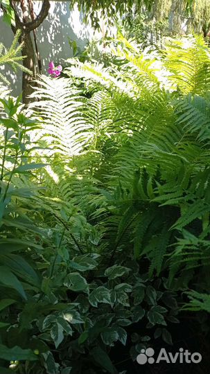 Папоротник