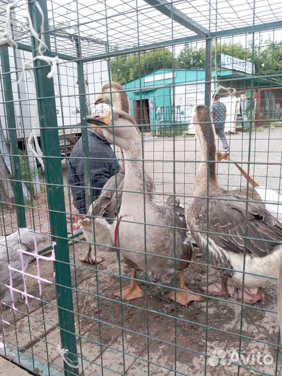 Холмогорские гуси