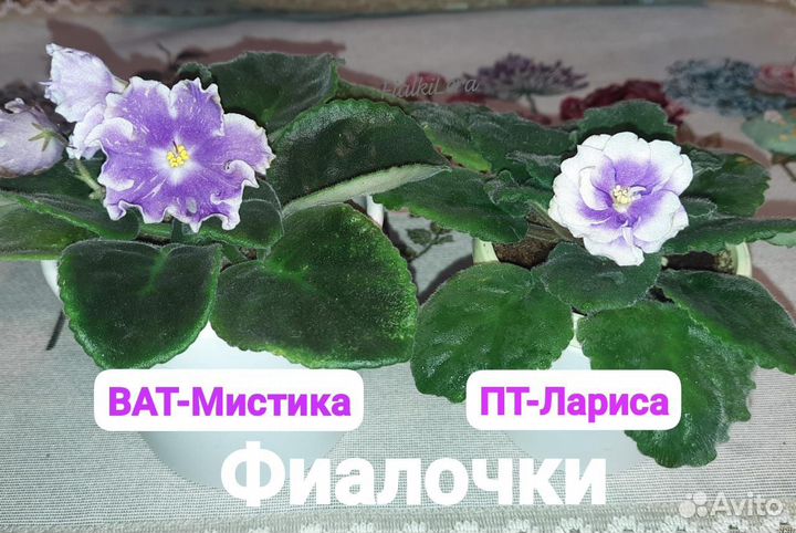 Фиалка, лист на срез