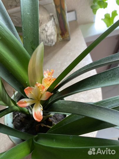 Комнатный цветок Кливия