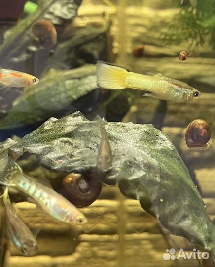 Аквариумные рыбки