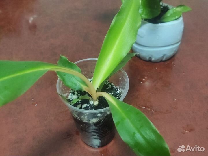 Хлорофитум оранж