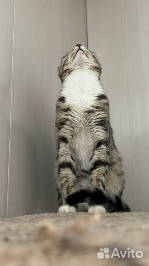 Отдам бесплатно кота