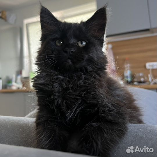 Котята мейн-кун