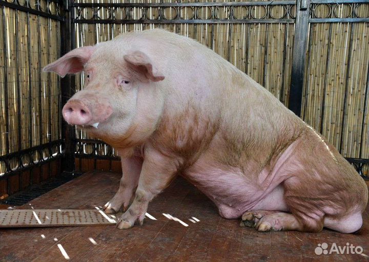 Хряк,Козы, Козлы