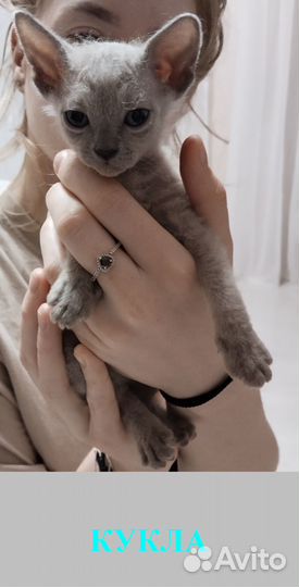 Котята сфинкс