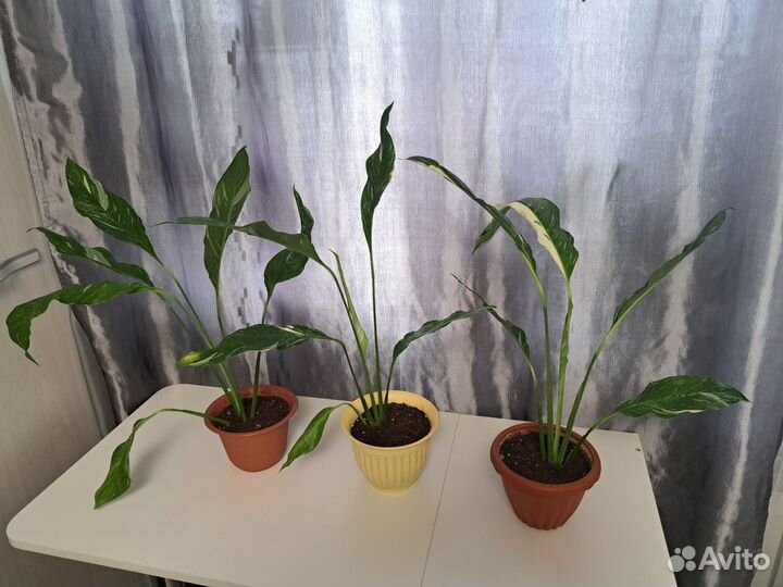 Спатифиллум домино и gemini