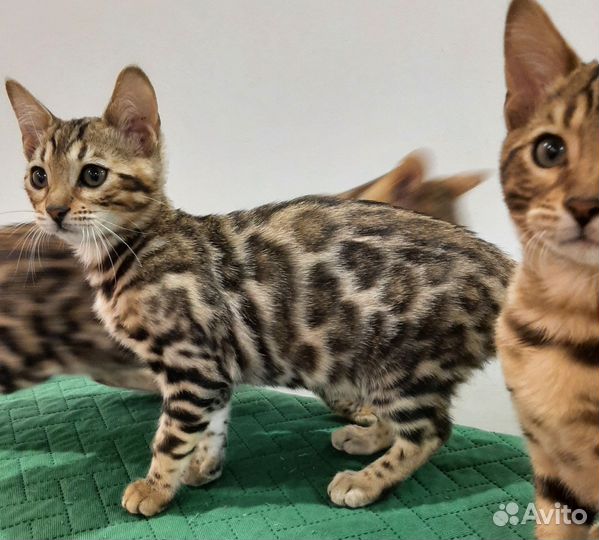 Бенгальские котята