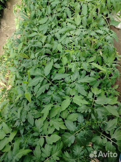 Рассада томатов